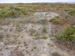 Psilocarphus brevissimus