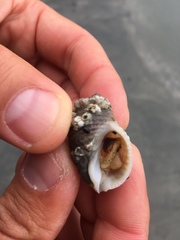 Nucella canaliculata