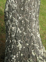 Scleroderma bovista