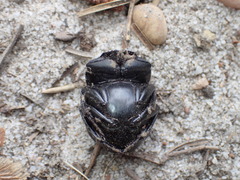 Canthon pilularius