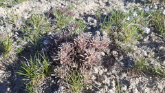 Castilleja salsuginosa