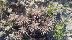 Castilleja salsuginosa