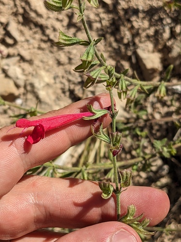 crimson sage (Salvia henryi)