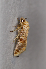 Diastema tigris