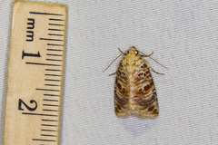 Diastema tigris