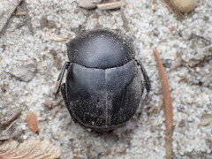 Canthon pilularius