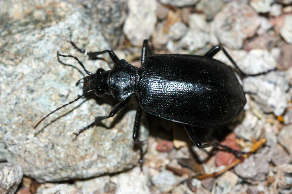 Calosoma parvicolle