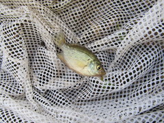 Centrarchus macropterus