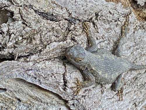 iNaturalist observation photo of Western Fence Lizard