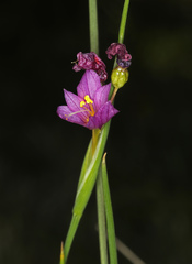 Sisyrinchieae