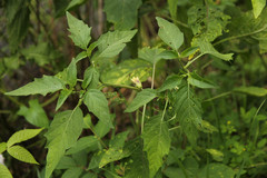 Physalis longifolia subglabrata