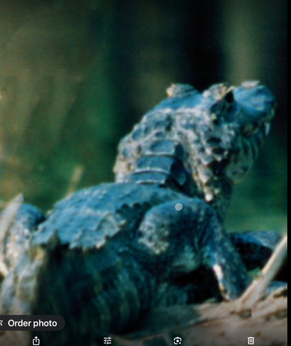 Yacare Caiman