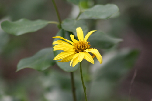 Image of Verbesina lindheimeri by no rights reserved