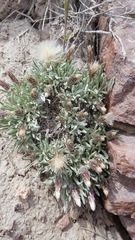 Antennaria dimorpha