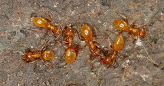 Acanthomyops