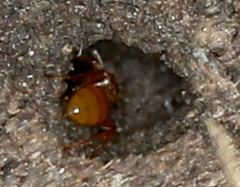 Acanthomyops
