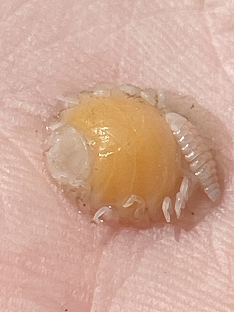Griffen's isopod