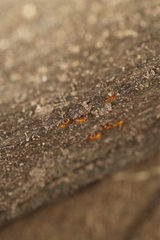 Acanthomyops