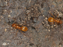 Acanthomyops