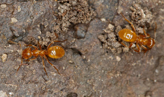 Acanthomyops