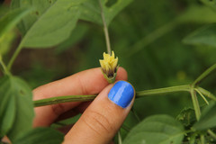 Physalis longifolia subglabrata