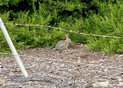 iNaturalist observation photo of Desert Cottontail