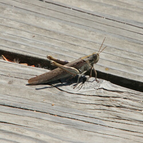 iNaturalist observation photo of Gray Bird Grasshopper