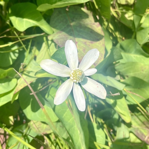 iNaturalist observation photo of Yerba Mansa