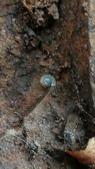 Striatura