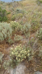 Castilleja grisea