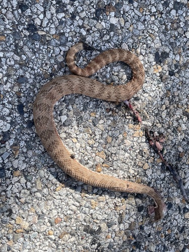 iNaturalist observation photo of Panamint Rattlesnake
