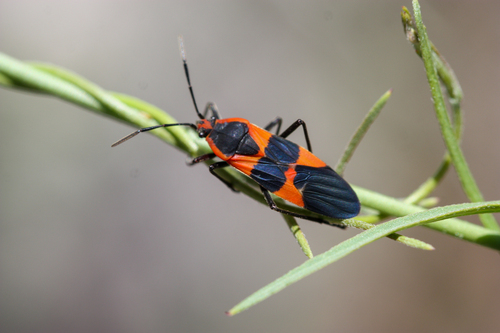 Large Milkweed Bug photographed in Arizona
