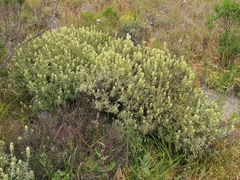 Castilleja grisea