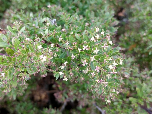 Santa Clemente Island bedstraw (Galium catalinense ssp. acrispum)