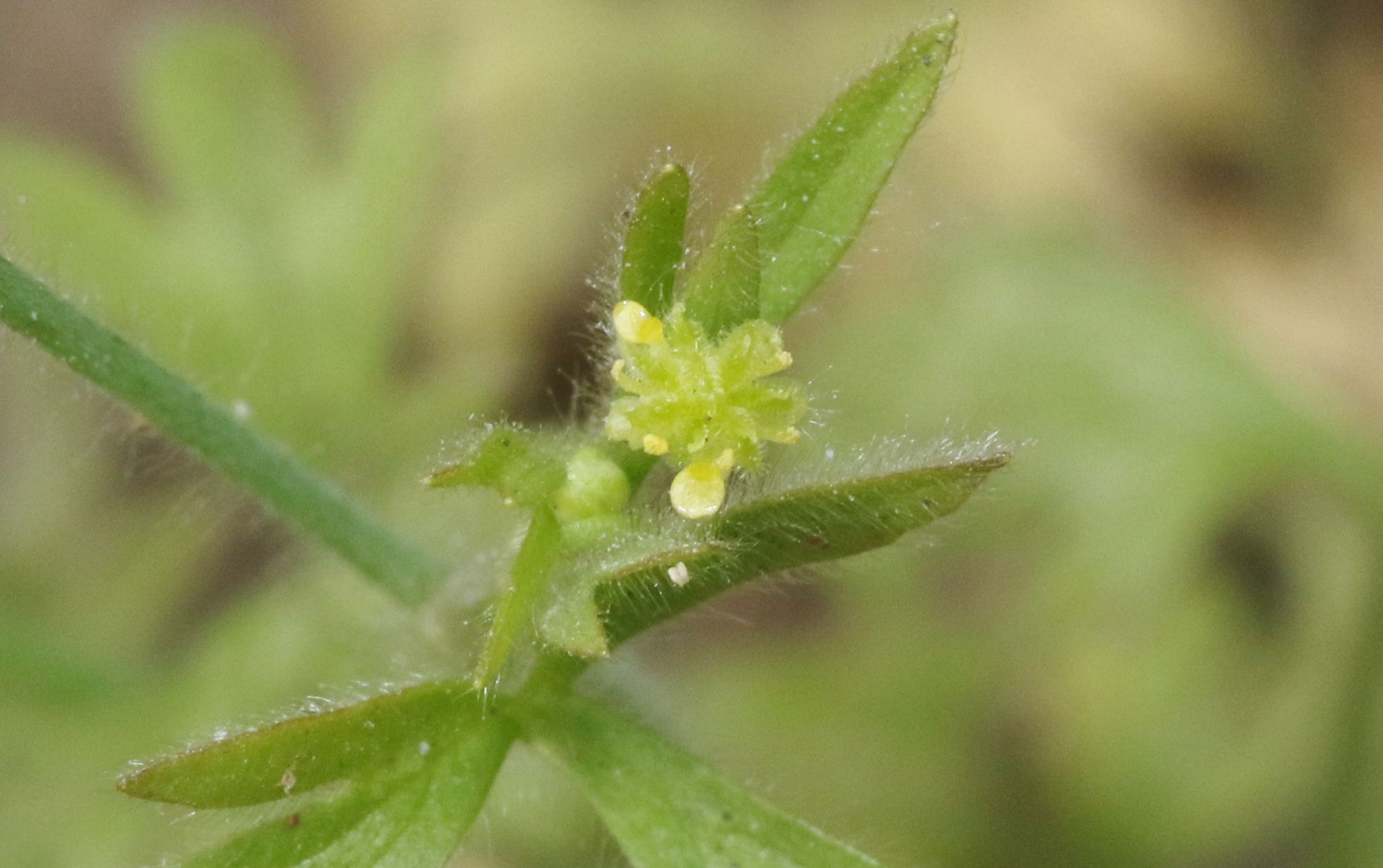 Ranunculus hebecarpus