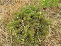 Galium catalinense acrispum