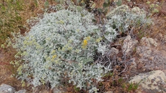 Constancea nevinii