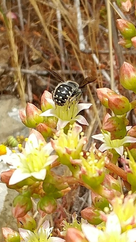 Anthidium collectum