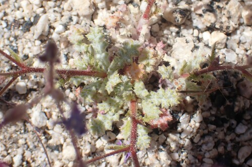 Image of Gilia cana by no rights reserved