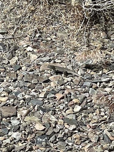 iNaturalist observation photo of Common Side-blotched Lizard