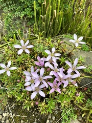 Gentianella cerastioides