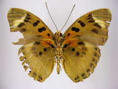Euphaedra ueleana