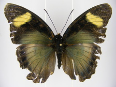 Euphaedra ueleana