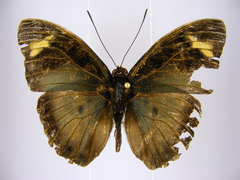 Euphaedra ueleana