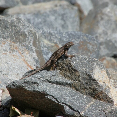iNaturalist observation photo of Western Fence Lizard