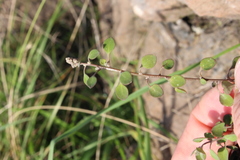 Chenopodium allanii