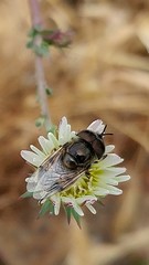Copestylum marginatum
