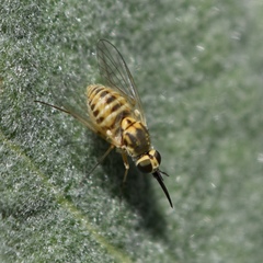 Phthiriinae
