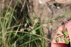 Chenopodium allanii