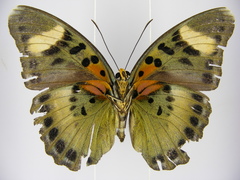 Euphaedra ueleana